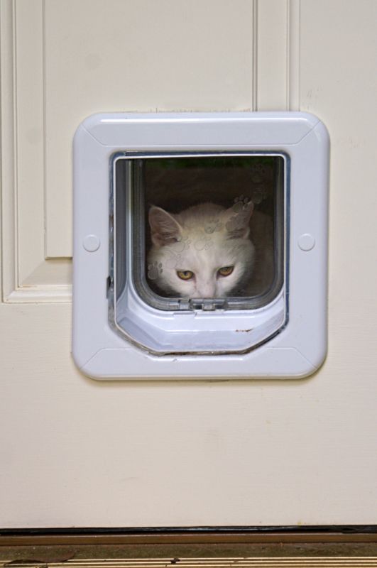 Pet Door Installation